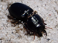 Acanthoscelis ruficornis EN