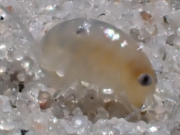 Africorchestia quadrispinosa NT