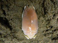 Emerita austroafricana LC