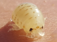 Excirolana latipes LC