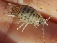 Excirolana natalensis LC