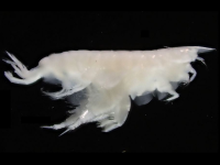 Griffithsius latipes LC