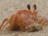 Ocypode madagascariensis LC