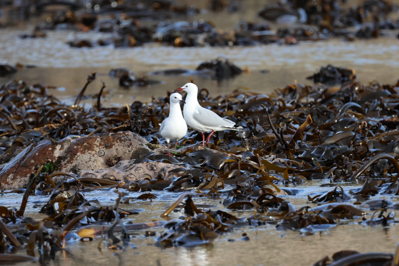 Hartlaub's gull