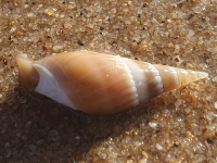 Bullia natalensis LC