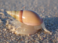 Bullia rhodostoma LC