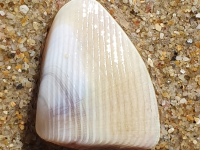 Latona madagascariensis LC