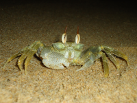 Ocypode ceratophthalmus LC