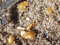 Pachyphaleria capensis NT