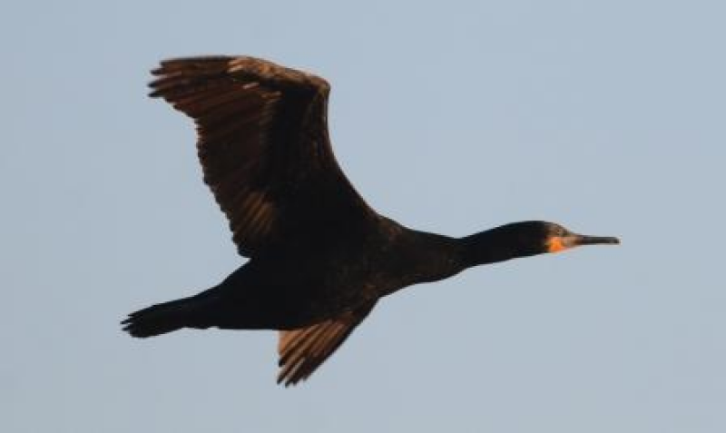 Cape cormorant