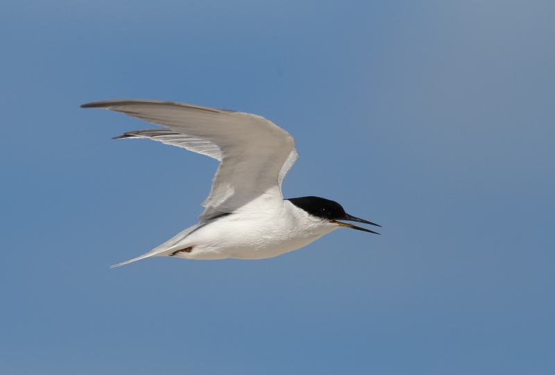 Damara tern