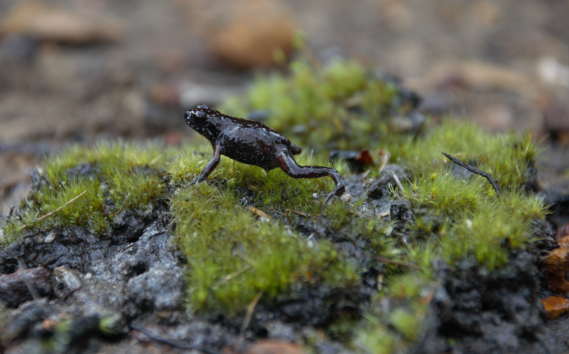 Arthroleptella rugosa