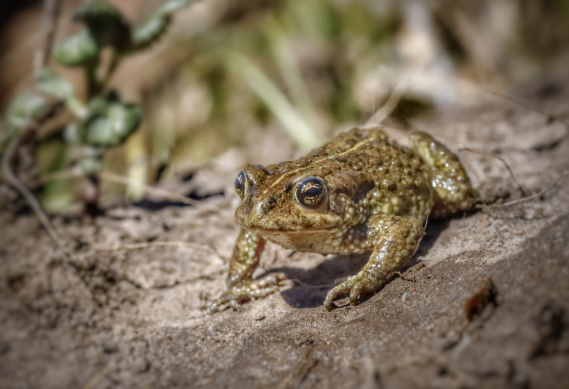 Amathole toad