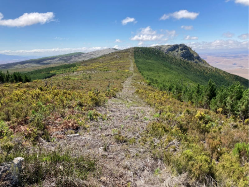 Pine infestation of fynbos habitat