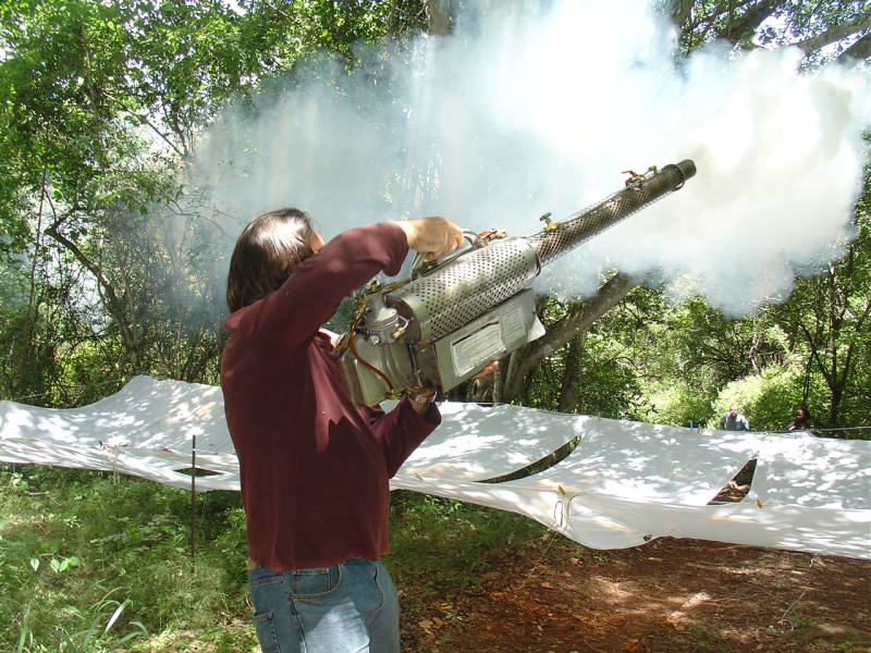 White-winged flufftail